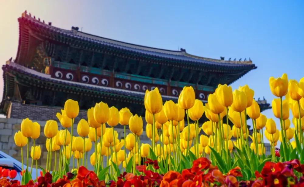 Tulips in the summer the weather is cool Hwaseong Fortress at Suwon city South Korea